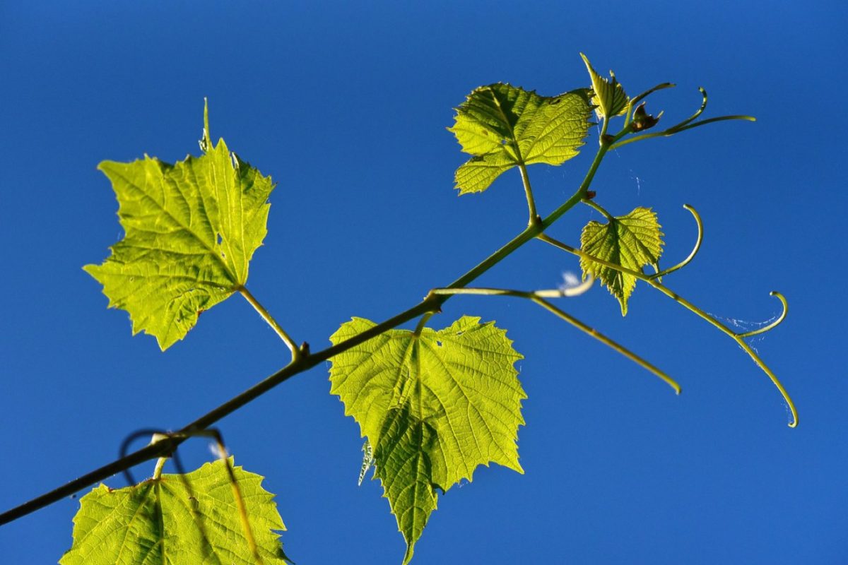 Escales gourmandes le long des routes des vignobles