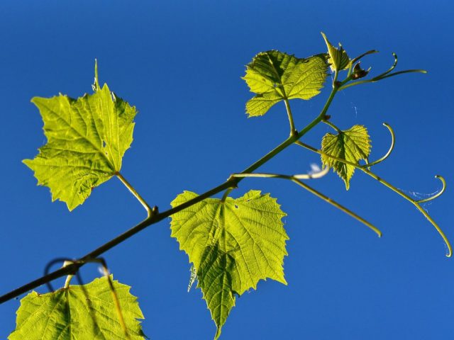 Escales gourmandes le long des routes des vignobles