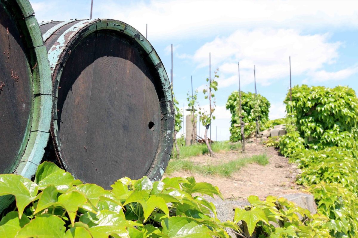 Rencontres avec vignerons et artisans sur la Route des Vins