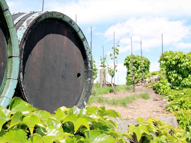 Rencontres avec vignerons et artisans sur la Route des Vins
